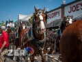 Budweiser_Clydesdales_Truman_Waterfront_Duval_Street_Sloppy_Joes_Bar_Key_West-9299