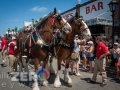 Budweiser_Clydesdales_Truman_Waterfront_Duval_Street_Sloppy_Joes_Bar_Key_West-9313
