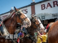 Budweiser_Clydesdales_Truman_Waterfront_Duval_Street_Sloppy_Joes_Bar_Key_West-9322