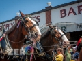Budweiser_Clydesdales_Truman_Waterfront_Duval_Street_Sloppy_Joes_Bar_Key_West-9323