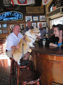 dog Zoe on a bar stool