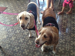 two dogs wearing t shirts