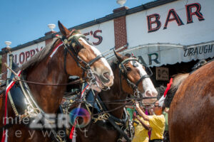 Budweiser clydesdales truman waterfront duval street sloppy joes bar key west 9322