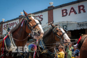 Budweiser clydesdales truman waterfront duval street sloppy joes bar key west 9323