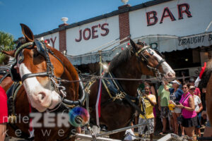 Budweiser clydesdales truman waterfront duval street sloppy joes bar key west 9325